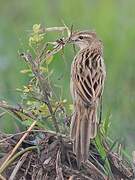 Striated Grassbird