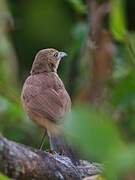 Moustached Grass Warbler