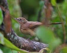 Moustached Grass Warbler