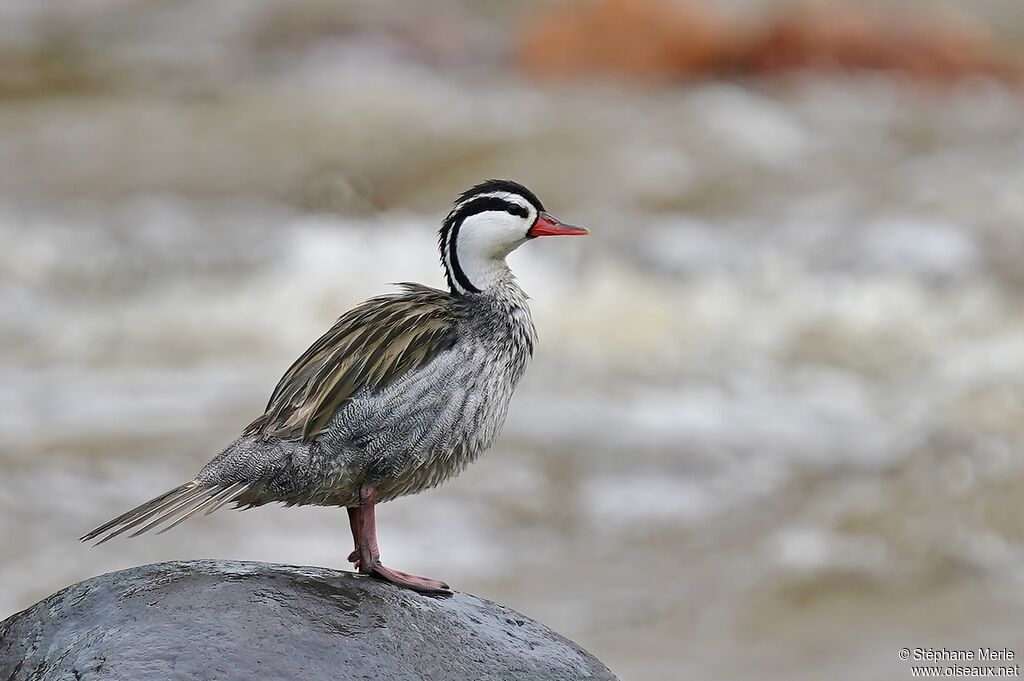 Torrent Duck male adult