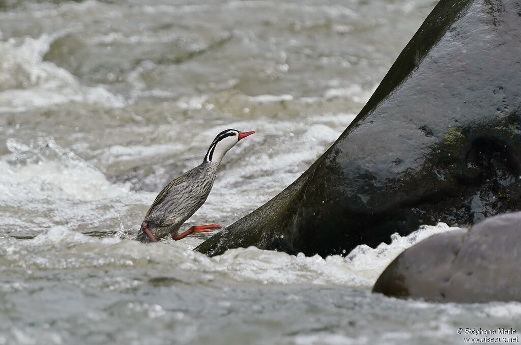 Torrent Duck male adult