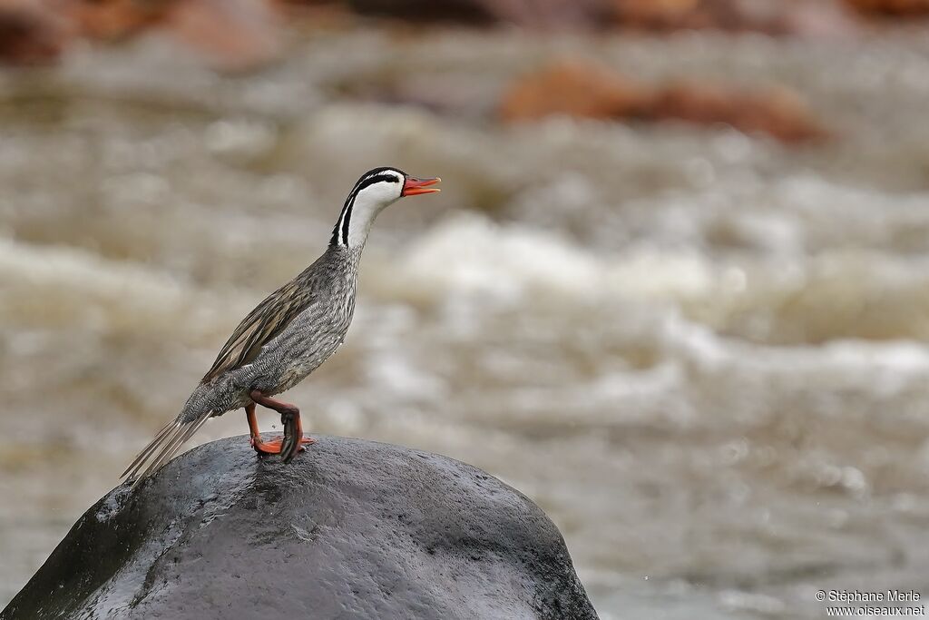 Torrent Duckadult