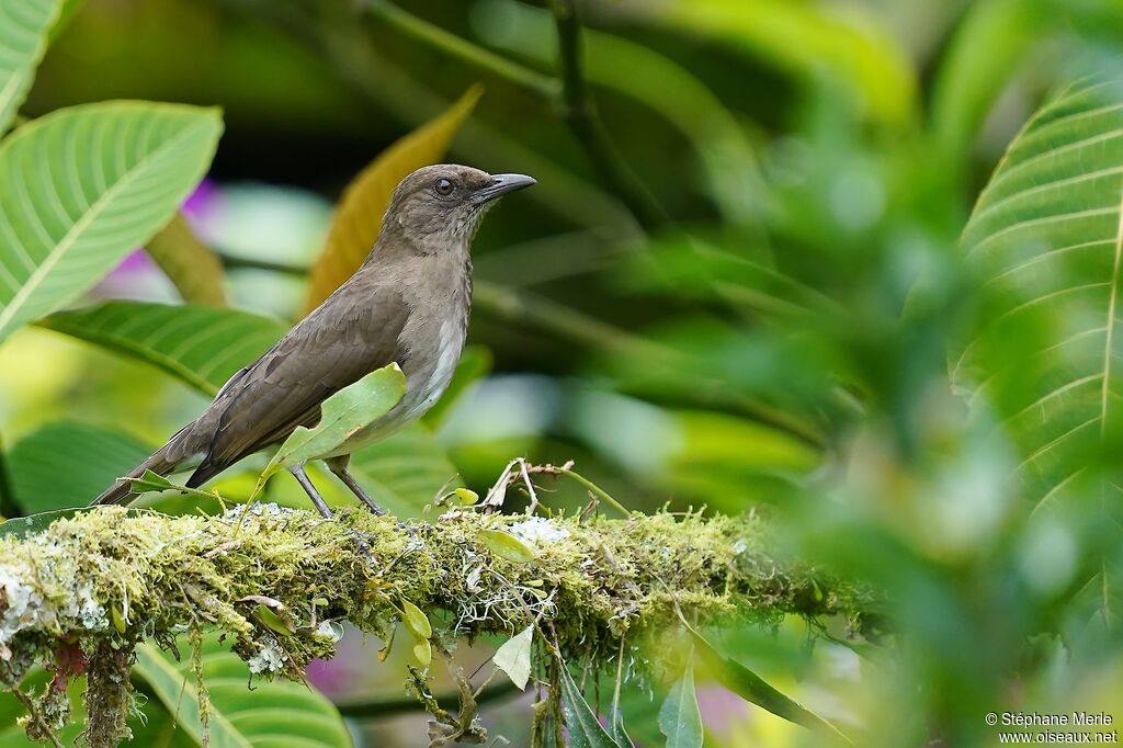 Black-billed Thrushadult