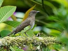 Black-billed Thrush