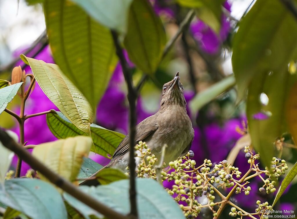 Black-billed Thrushadult