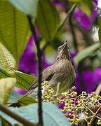 Black-billed Thrush