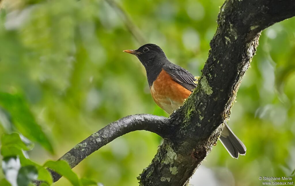 Merle à poitrine noire
