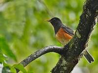 Merle à poitrine noire