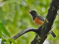 Merle à poitrine noire