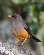 Abyssinian Thrush