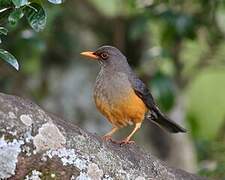 Abyssinian Thrush