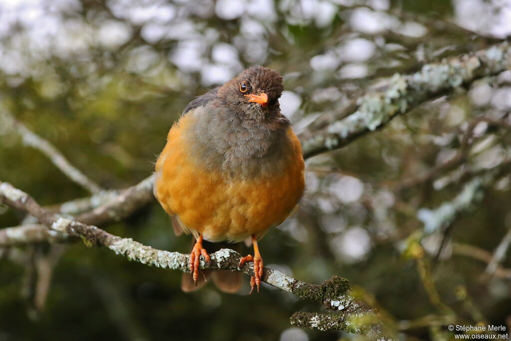 Abyssinian Thrushadult