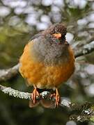 Abyssinian Thrush