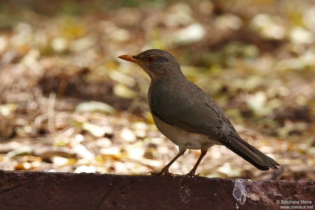 African Thrush