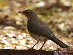 African Thrush