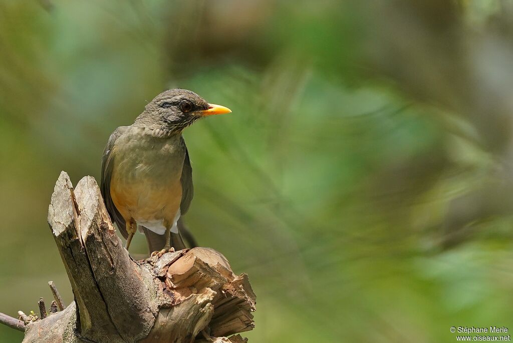 African Thrush