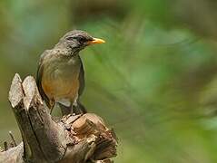 African Thrush