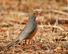 Bare-eyed Thrush