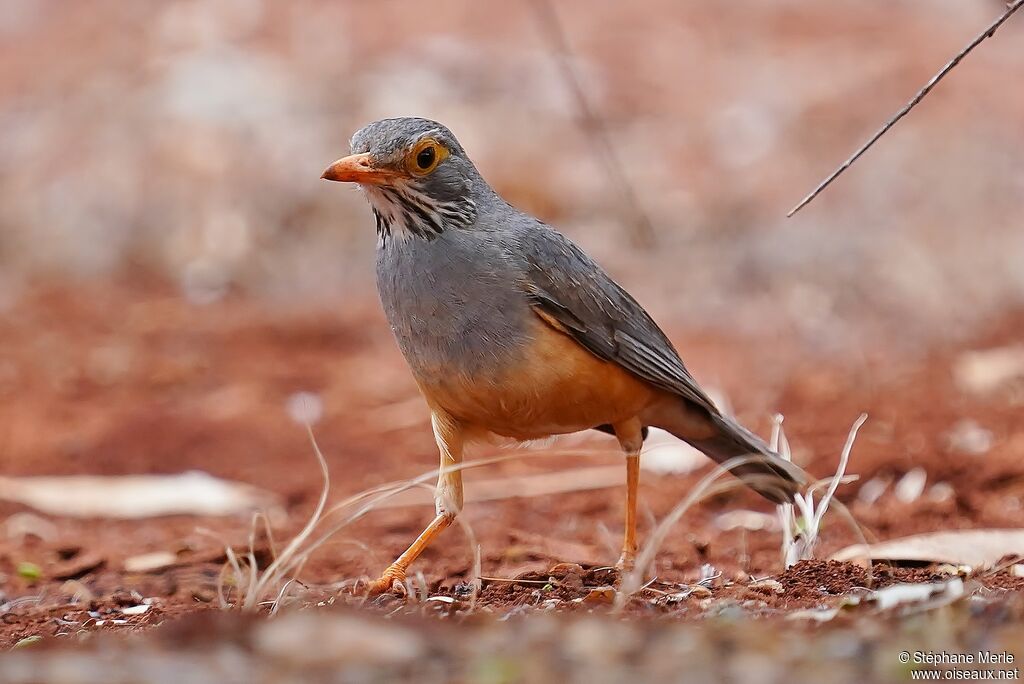 Bare-eyed Thrush