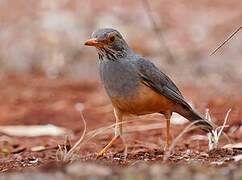 Bare-eyed Thrush