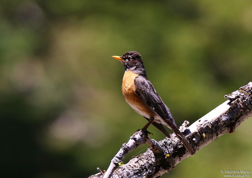 American Robin male adult