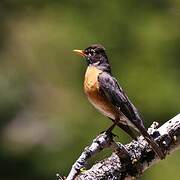 American Robin