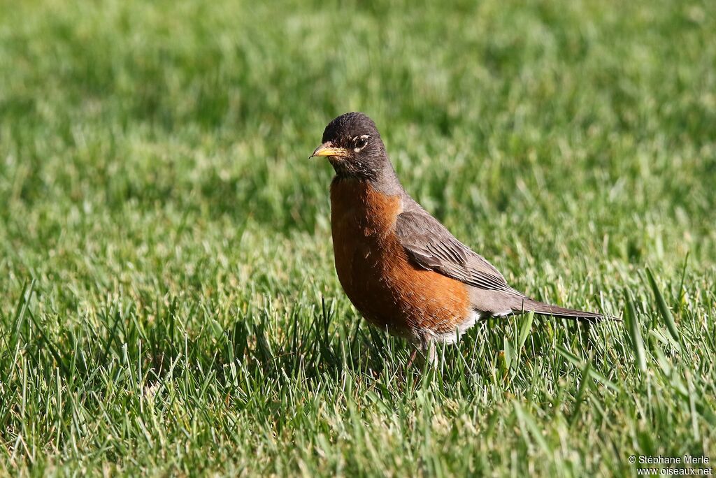 American Robin