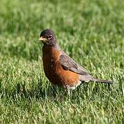 American Robin