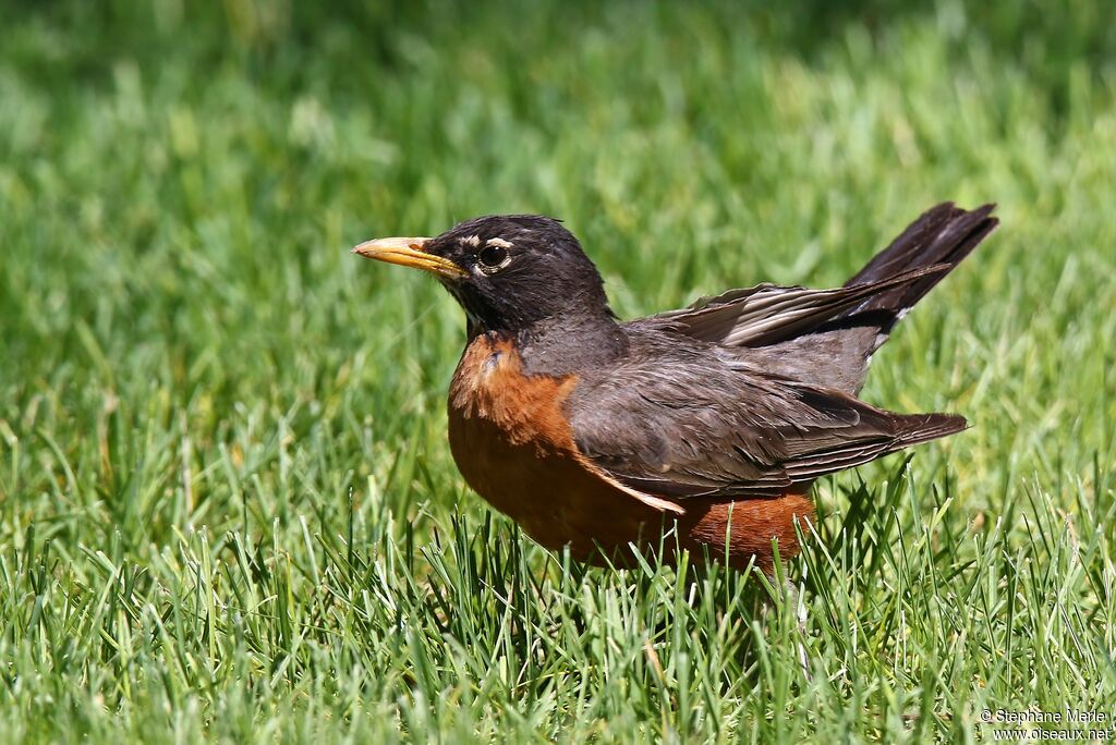 American Robin