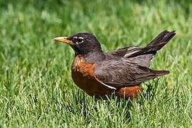 American Robin