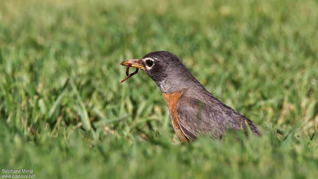 American Robinadult, habitat, fishing/hunting