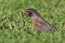 American Robin