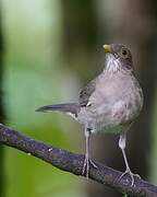 Ecuadorian Thrush