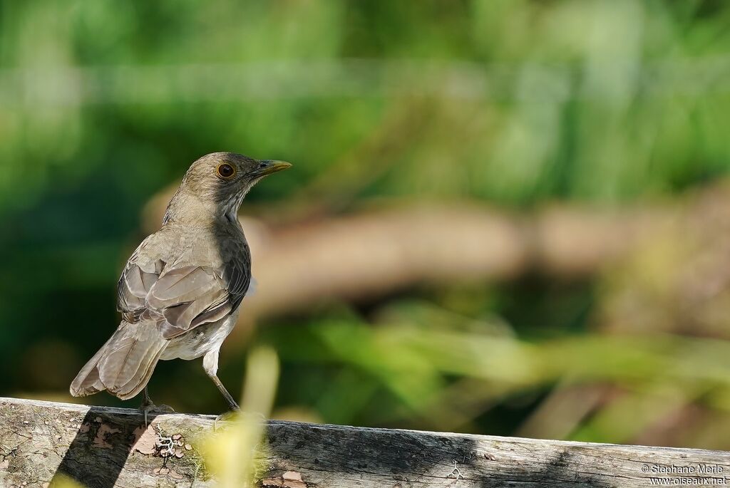 Ecuadorian Thrush