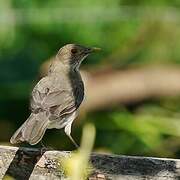 Ecuadorian Thrush