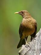 Clay-colored Thrush