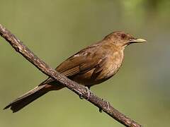 Clay-colored Thrush