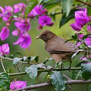 Clay-colored Thrush