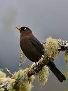 Sooty Thrush