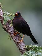 Sooty Thrush