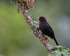 Sooty Thrush