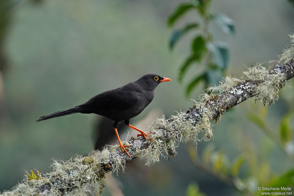 Great Thrush male adult