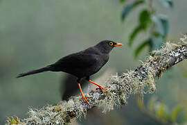 Great Thrush