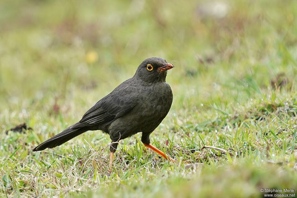 Great Thrush male adult