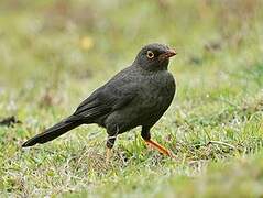 Great Thrush