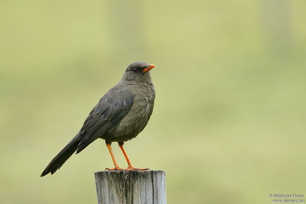 Great Thrush female