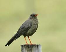 Great Thrush