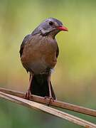 Kurrichane Thrush