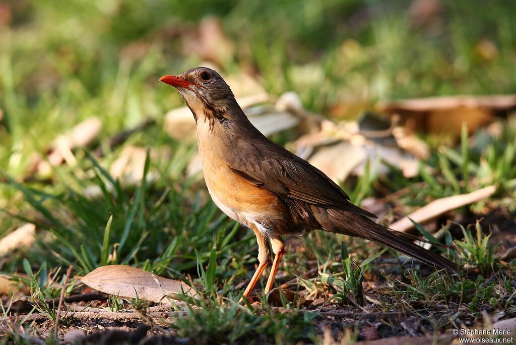 Kurrichane Thrush