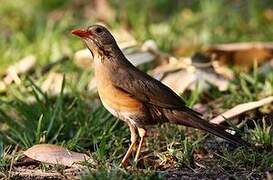 Kurrichane Thrush